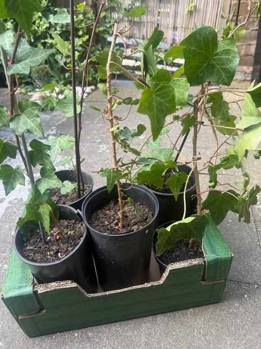 Buy & Sell Peckham South East London - Photos for English Ivy