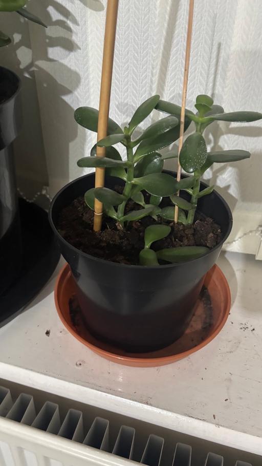 Buy & Sell Alum Rock Birmingham - Photos for Jade money plant