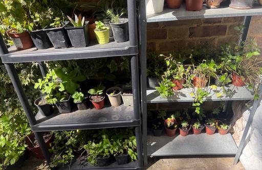 Buy & Sell Peckham South East London - Photos for Mixed house plants 🪴