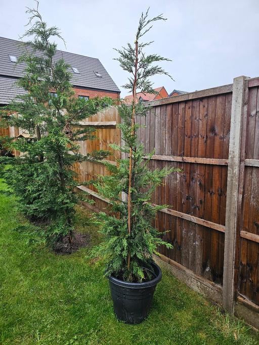 Buy & Sell Whittington Lichfield - Photos for Leylandii Tree 🌳 and Pot 🌳 ♥️