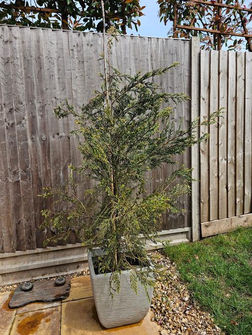 Buy & Sell Whittington Lichfield - Photos for Leylandii Tree 🌳 & Classy Pot ♥️🌳