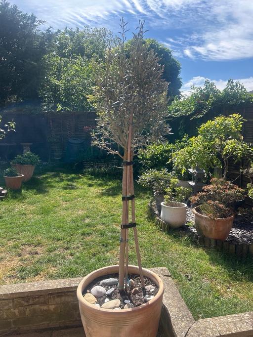 Buy & Sell New Eltham South East London - Photos for Olive Tree