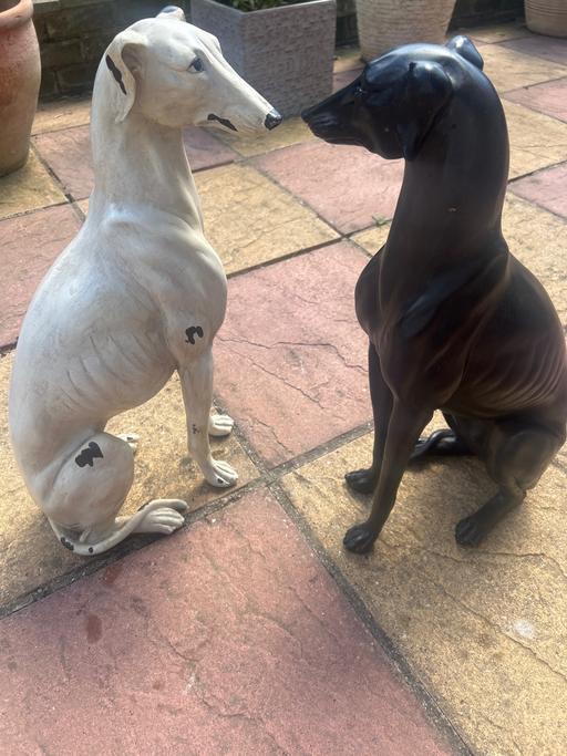 Buy & Sell Elmstead South East London - Photos for Pair of greyhounds