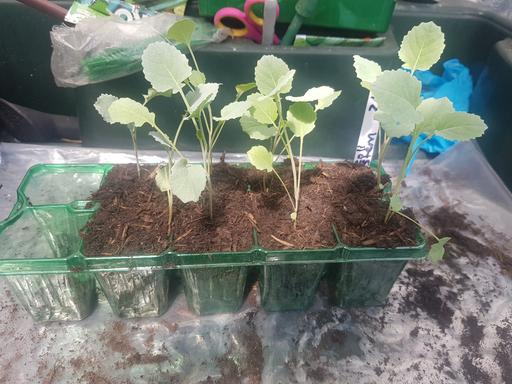 Buy & Sell Longley Sheffield - Photos for 8 broccoli stem plants