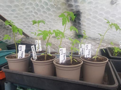 Buy & Sell Longley Sheffield - Photos for 7 sunbaby tomato plants