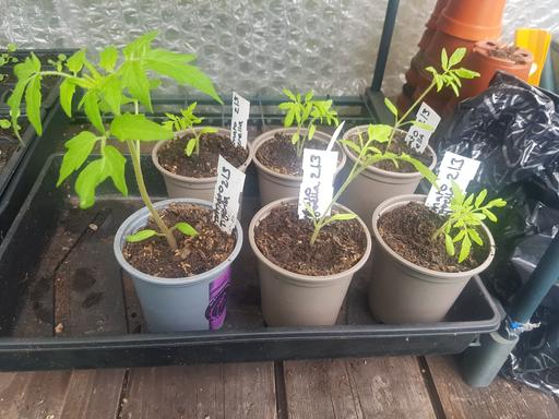 Buy & Sell Longley Sheffield - Photos for 6 tigerlella tomato plants