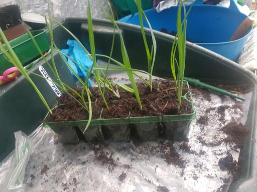Buy & Sell Longley Sheffield - Photos for 10 leek plants