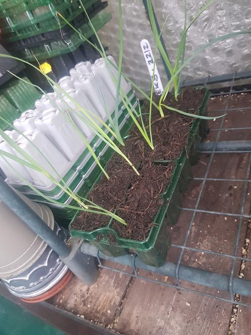Buy & Sell Longley Sheffield - Photos for 10 leek plants ready for planting
