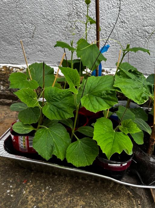 Buy & Sell East Ham East London - Photos for Fresh kodu plants