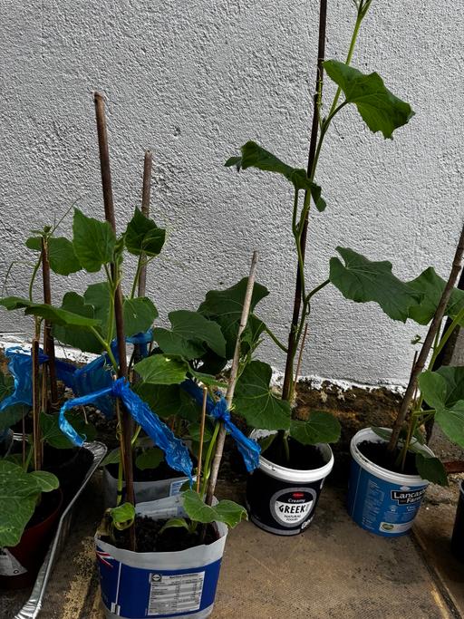 Buy & Sell East Ham East London - Photos for Kodu plants