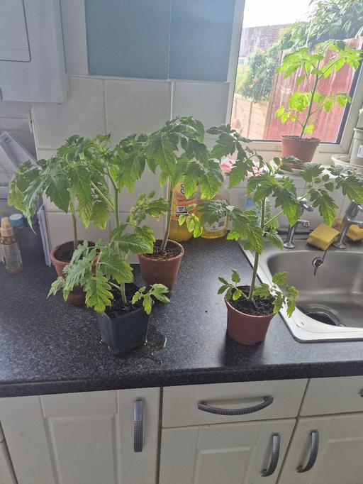Buy & Sell Ifield Crawley - Photos for Four tomato plants