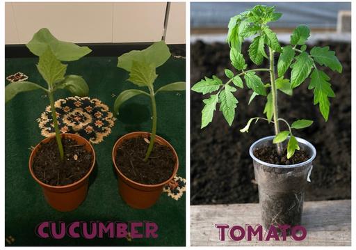 Buy & Sell Stepney Green East London - Photos for Vegetable and Flower Plants