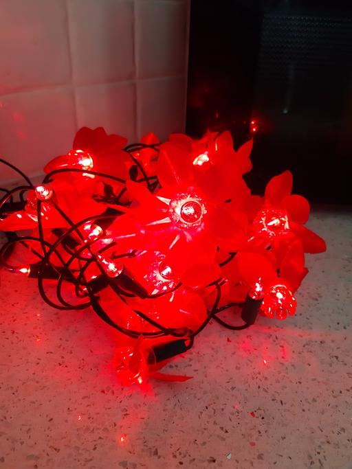 Buy & Sell South Hylton Sunderland - Photos for bargsin poinsettias