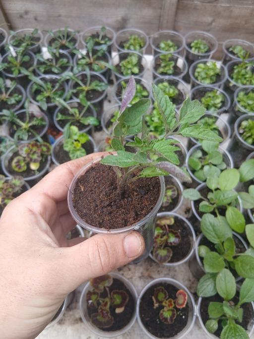 Buy & Sell Oldbury Sandwell - Photos for golden sunrise tomatoes