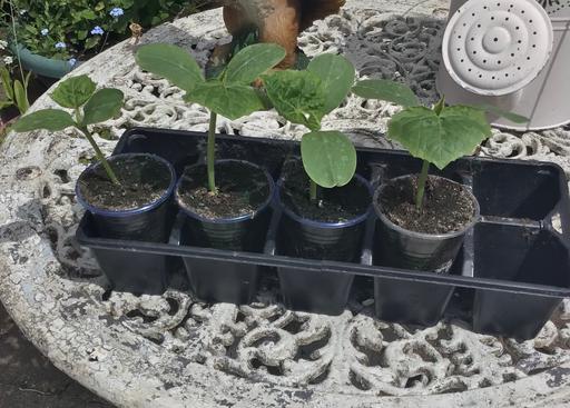Buy & Sell Essington Wolverhampton - Photos for Cucumber plants