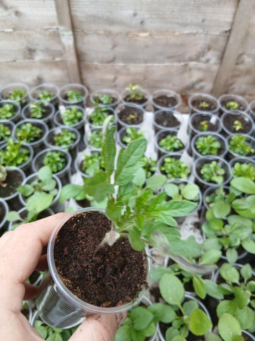 Buy & Sell Oldbury Sandwell - Photos for alicante tomatoes 50p each