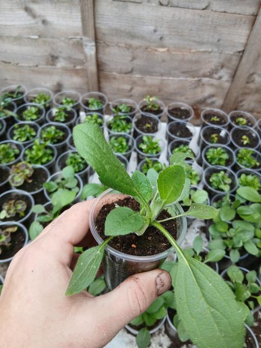 Buy & Sell Oldbury Sandwell - Photos for rubeckia flowers 50p each