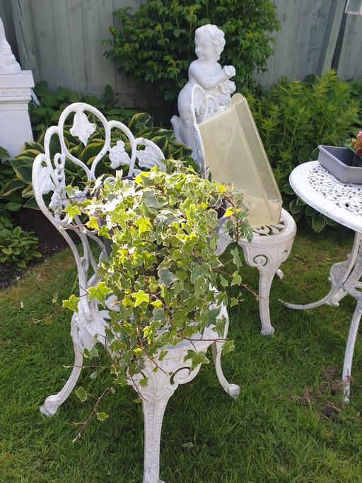 Buy & Sell Kings Norton Birmingham - Photos for Large ivy in large grey pot