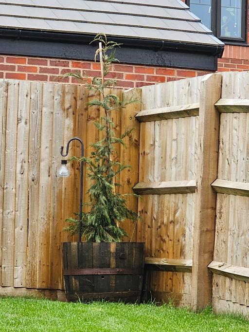 Buy & Sell Whittington Lichfield - Photos for Leylandii Tree 🌳 in whiskey barrell