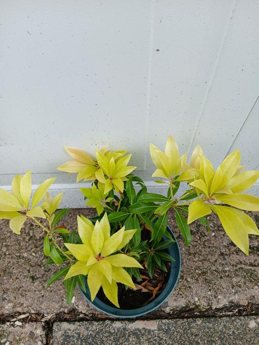 Buy & Sell Kings Heath Birmingham - Photos for Shrub Pieris