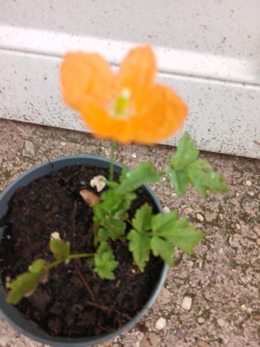 Buy & Sell Stirchley Birmingham - Photos for Welsh poppies