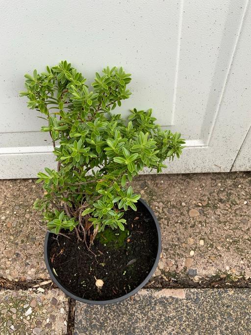 Buy & Sell Stirchley Birmingham - Photos for Shrub Hebe pibguifolia