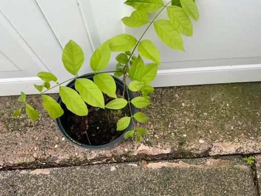 Buy & Sell Kings Heath Birmingham - Photos for Climber wisteria