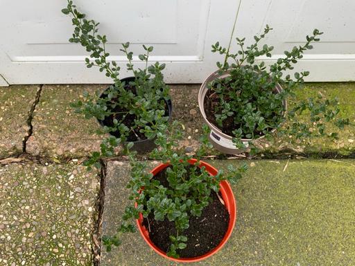 Buy & Sell Stirchley Birmingham - Photos for Shrub California Liliac