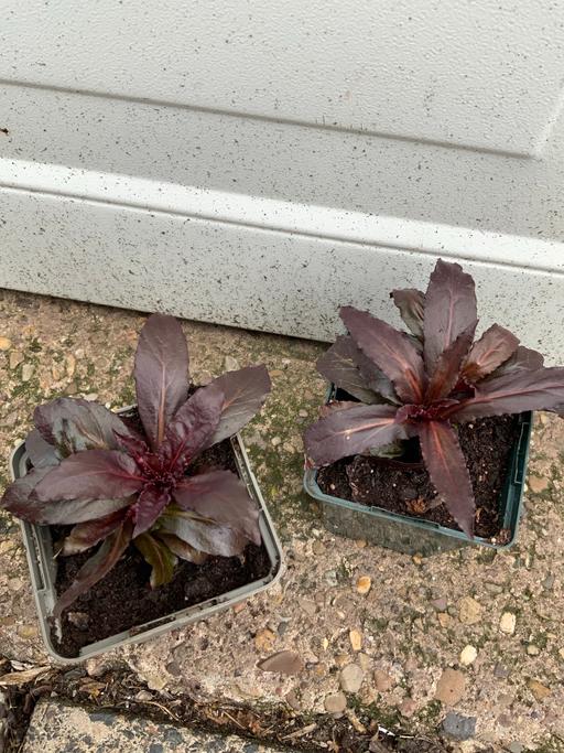 Buy & Sell Stirchley Birmingham - Photos for Queen Victoria lobelia