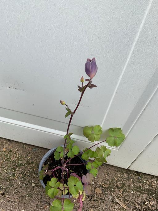 Buy & Sell Stirchley Birmingham - Photos for Perennial Aquilegia