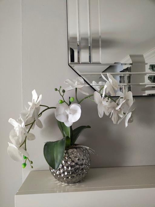 Buy & Sell Scholes Rotherham - Photos for Lily plant in a silver pot