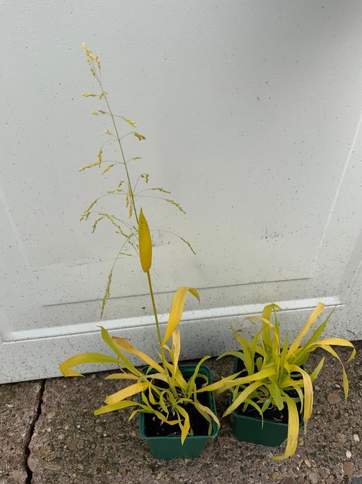 Buy & Sell Kings Heath Birmingham - Photos for Grasses Milium effusum Aureum
