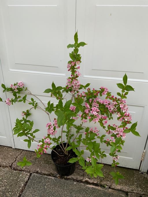 Buy & Sell Stirchley Birmingham - Photos for Shrub Weigela Rosa