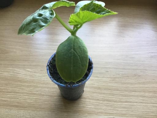 Buy & Sell Essington Wolverhampton - Photos for One cucumber plant left