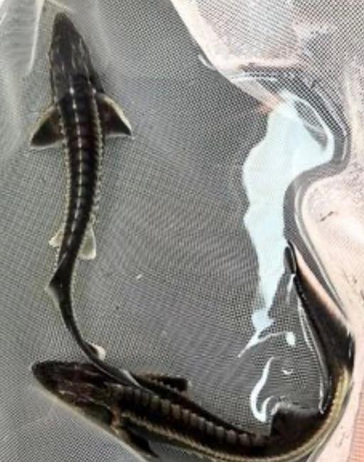 Buy & Sell Reigate Reigate and Banstead - Photos for Diamond sturgeon for sale