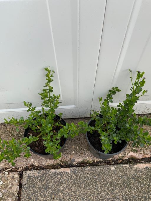 Buy & Sell Stirchley Birmingham - Photos for Shrub California Liliac