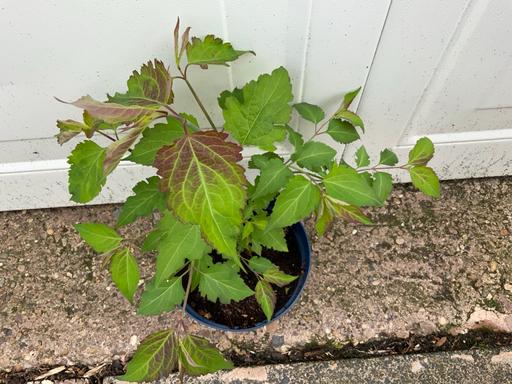 Buy & Sell Stirchley Birmingham - Photos for Shrub Leycesteria Formosa