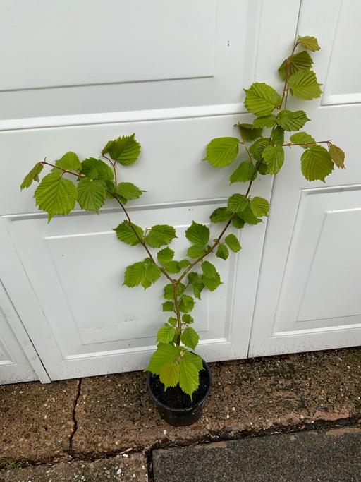 Buy & Sell Stirchley Birmingham - Photos for Cobnut Hazelnut Tree