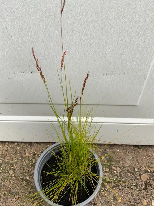 Buy & Sell Stirchley Birmingham - Photos for Festuca lime green