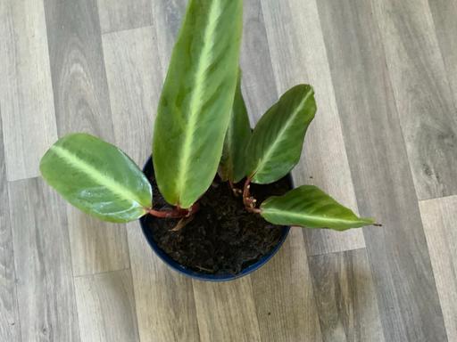 Buy & Sell Kings Heath Birmingham - Photos for Houseplant Stromanthe