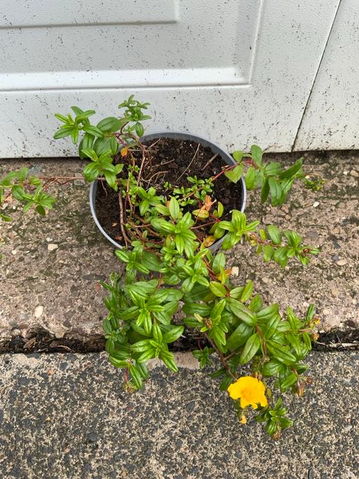 Buy & Sell Stirchley Birmingham - Photos for Alpine common rock rose