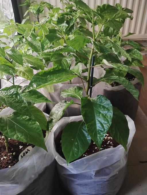 Buy & Sell Birchills Walsall - Photos for super hot chilli plants !!!