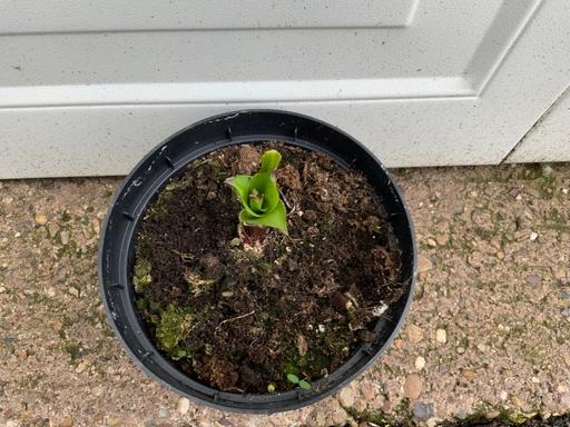 Buy & Sell Kings Heath Birmingham - Photos for Eucomis biocolur Lily