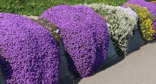 Buy & Sell Manchester City Centre Manchester - Photos for Herb Thyme - Purple Creeping 900 Seeds