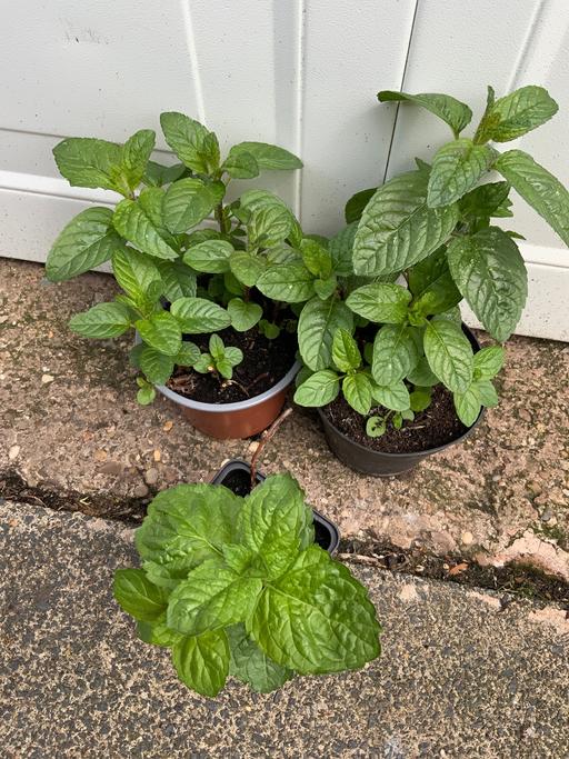  — Grapefruit mint