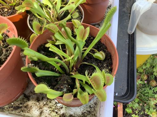 — Potted Venus fly trap plants