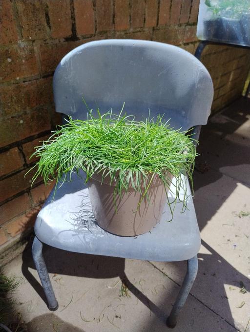  — 🥀🥀 Armeria Amada plants £2.50🥀🥀
