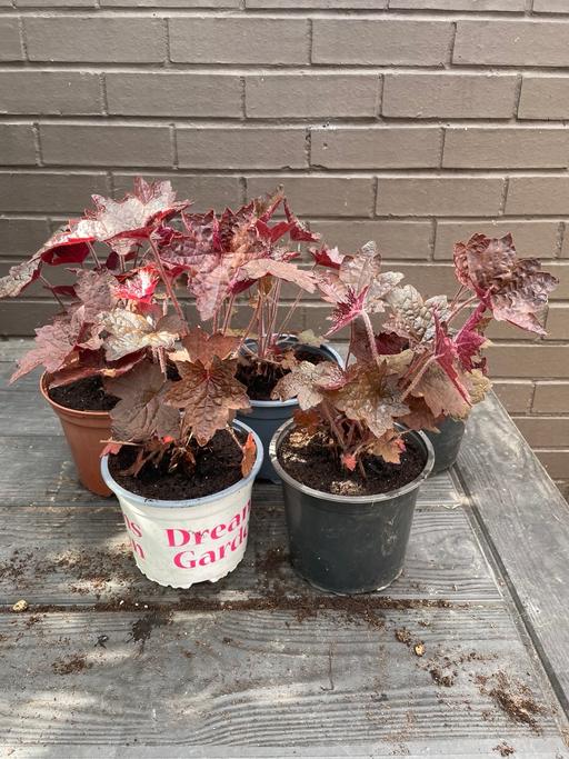  — Heuchera plant