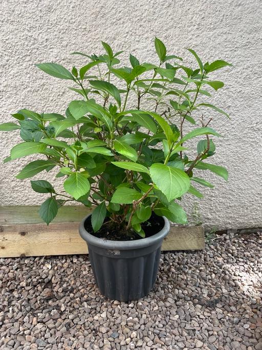  — Large Hydrangea Plant and pot