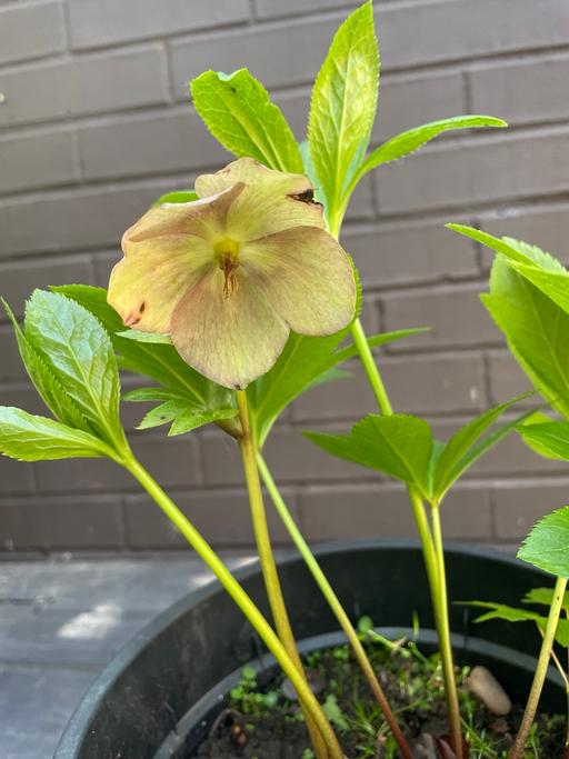  — Pink hellebore plant